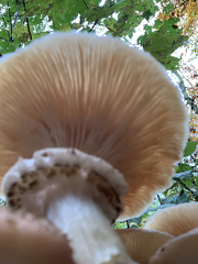 Armillaria ostoyae