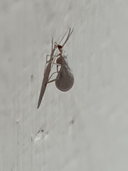 Coniopterygidae