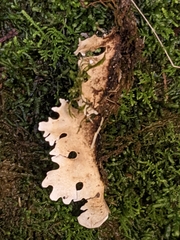 Pseudocyphellaria dissimilis