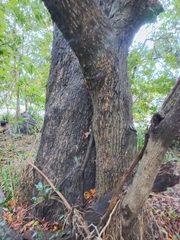 Syzygium floribundum