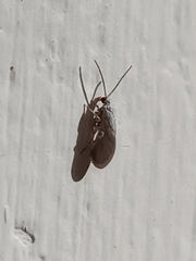 Coniopterygidae