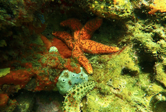 Uniophora granifera