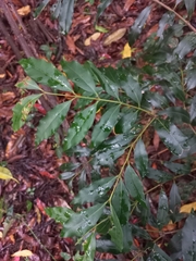Syzygium floribundum