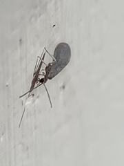 Coniopterygidae