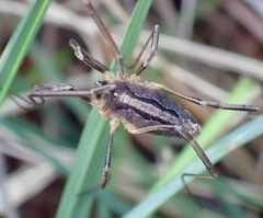 Odiellus troguloides