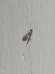 Coniopterygidae