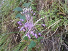 Allium carinatum pulchellum