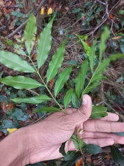 Syzygium floribundum