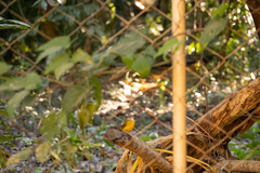 Eucometis penicillata