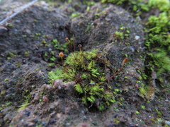 Bartramia nothostricta