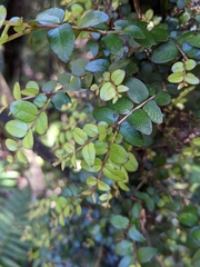 Metrosideros diffusa