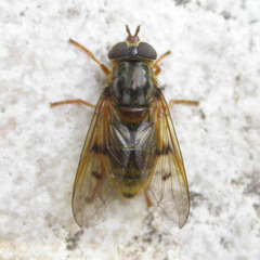 Ferdinandea ruficornis