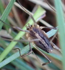 Odiellus troguloides