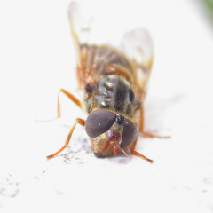 Ferdinandea ruficornis