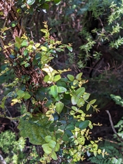 Metrosideros diffusa