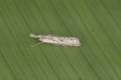 Microcrambus croesus