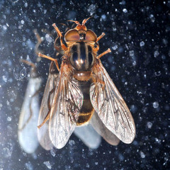 Ferdinandea ruficornis