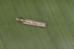 Microcrambus croesus