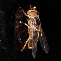 Ferdinandea ruficornis