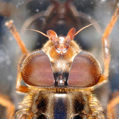 Ferdinandea ruficornis