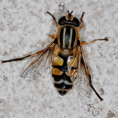 Helophilus