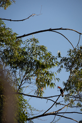 Ramphastos toco