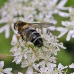 Leucozona glaucia