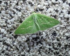 Thetidia smaragdaria