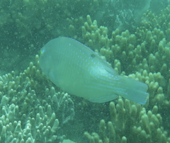 Choerodon schoenleinii