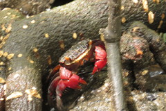 Neosarmatium fourmanoiri