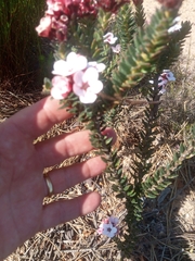 Adenandra acuta