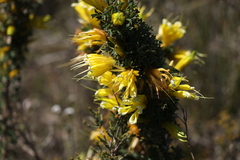 Lambertia echinata citrina