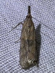 Macrorrhinia endonephele