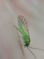 Austropsocus viridis