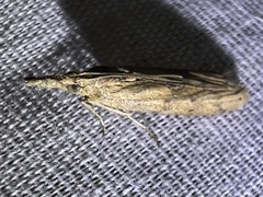 Macrorrhinia endonephele