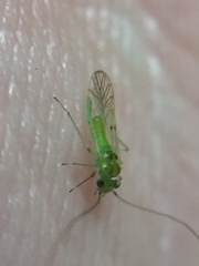 Austropsocus viridis