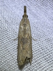 Macrorrhinia endonephele