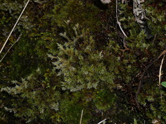 Racomitrium elongatum