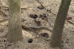 Neosarmatium fourmanoiri