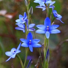 Thelymitra crinita