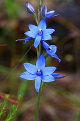 Thelymitra crinita