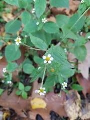 Galinsoga quadriradiata