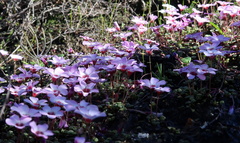 Oxalis oculifera