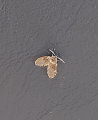 Clogmia albipunctata