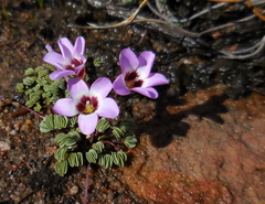 Oxalis oculifera