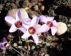 Oxalis oculifera