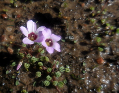 Oxalis oculifera
