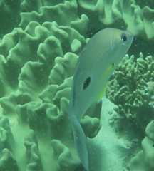 Lutjanus russellii