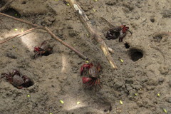 Neosarmatium fourmanoiri