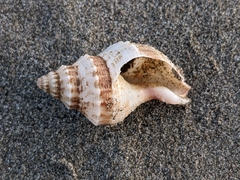 Austrofusus glans